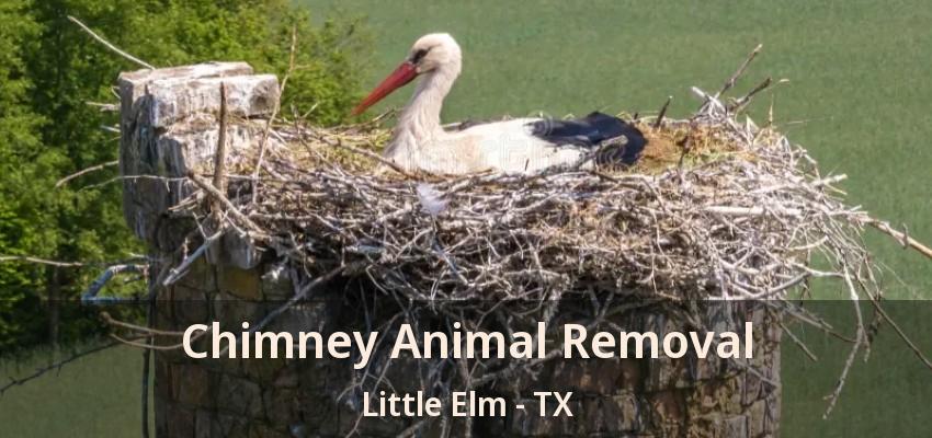 Chimney Animal Removal Little Elm - TX