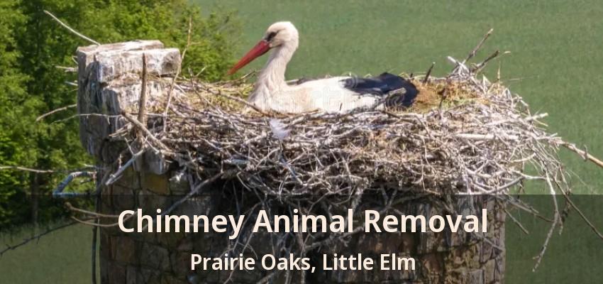 Chimney Animal Removal Prairie Oaks, Little Elm - TX
