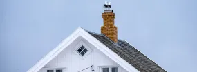 Chimney Nest Removal Little Elm